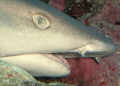   Whitetip reef shark. Hurghada shark  